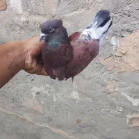 یجوفت نر