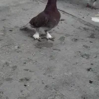 کفتر نوک قنار