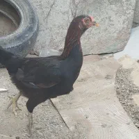 چندتا مرغ