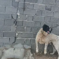 قهدریجانی