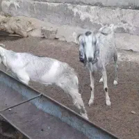 بز مادة در شادگان