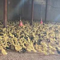 اردک پکنی دومنظوره