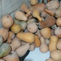 کدو زرد|خوردنی و آشامیدنی|گرگان, |دیوار