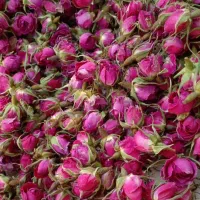غنچه گل محمدی گل باز محمدی