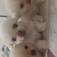 توله