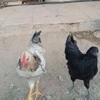 مرغ و خروس