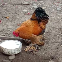 خروس برهما