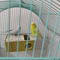 مرغ عشق