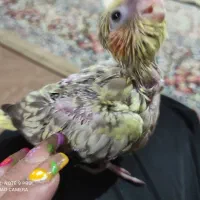 جوجه عروس هلندی نر و دستی فوری