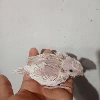 جوجه عروس هلندی سرلاکی آلبینو و ایزابلا