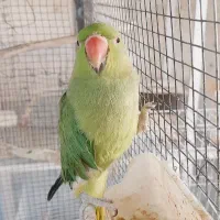 اسباب بازی