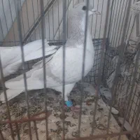 کفتر  ویا کبوتر ساده لایی ماده