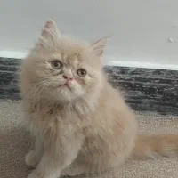 بچه گربه نژاد پرشین غیر رایگان