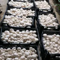 فروش قارچ به صورت جزیی و عمده