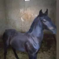پانسیون و نگهداری اسب