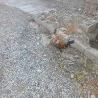 خروس