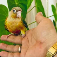 جوجه گیرینچیک اناناسی
