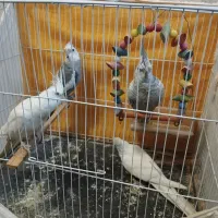 عروس هلندی