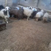 چوپان برای گوسفند میش بز بره