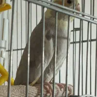 ماده اهویی دستی رام یک ساله درشت کشیده