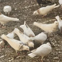 کفتر|حیوانات مزرعه|میان جلگه, |دیوار