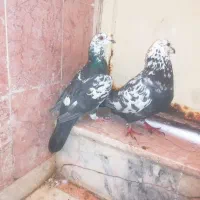 سینه جنگلی|پرنده|گناباد, |دیوار