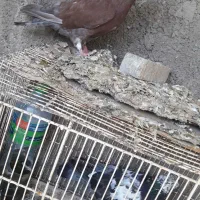 کفتر سینه سفید