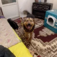 سگ نگهبان یکساله