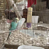 مرغ عشق نر وماده