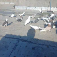 کبوت
