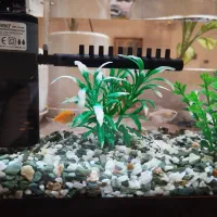 آکواریوم کوچک آب شیرین