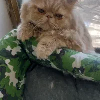 گربه نژاد دار جفت