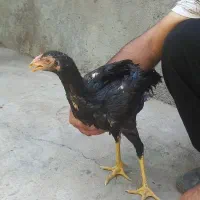 جوجه لاری نژاد دار