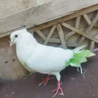 کفتر