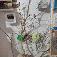 فروش پرنده مرغ عشق کوتوله فنچ عروس