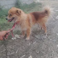 سگ نر پا کوتاه