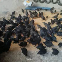 فروش خروس مرغ جوجه و تخم مرغ ایام سمانی اصل