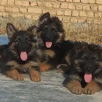 بچه ژرمن بلک و دورنگ موبلند کینگ FWکوالیتی