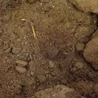 کود گوسفندی