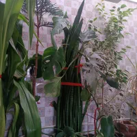 گل سانسوریا عروس هلندی