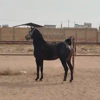 اسب برای کشش