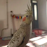 عروس هلندی گل باقالی نر