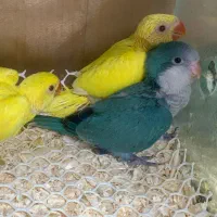 انواع جوجه طوطی سرلاکی/راهب/ملنگو/گرینجیک/کوتوله