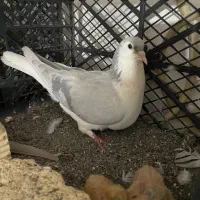 ساده