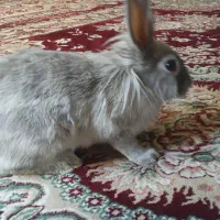 خرگوش|موش و خرگوش|کهنوج, |دیوار