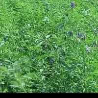 لوپه لوبیا برای گوسفند