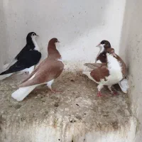 جوجه خوشرنگ