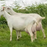 گوسفند سانن دو قلو زا