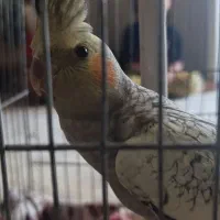 عروس هلندی