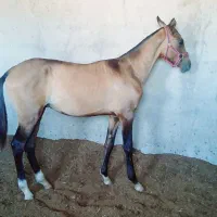 کره نریان ترکمن آخال